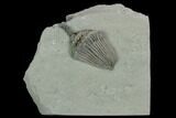Crinoid (Dizygocrinus) Fossil - Crawfordsville, Indiana #125909-1
